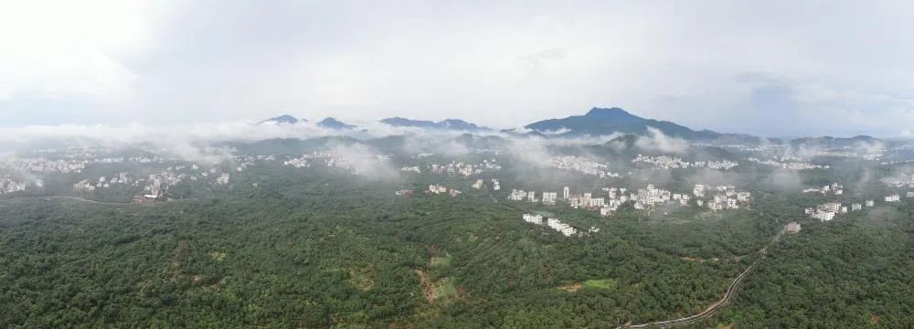 48小时“鲜”达 岭南荔枝香飘迪拜的高州加速度